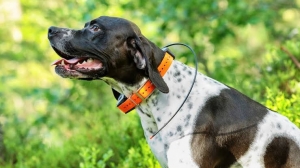 How Accurate Are Dog GPS Collars?