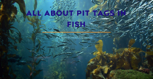 Pit tags fish