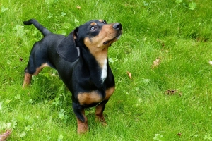 Spotting a Healthy Miniature Dachshund Puppy: Key Indicators And Red Flags