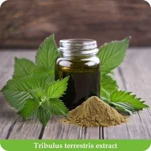 Tribulus terrestris saponins Tribulus terrestris extract benefits and application