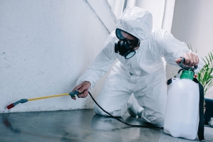 The Advantages of Hiring Pest Control Services in Barrie