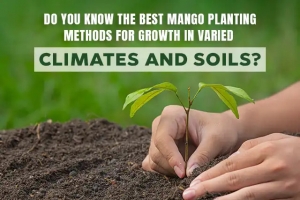 Do You know the best mango planting methods for growth in varied climates and soils?