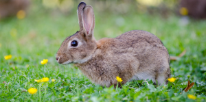 How to Take Care of a Rabbit