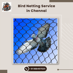 Bird Netting Service in Chennai: Your Complete Guide to Effective Bird Control with Pest Out Services