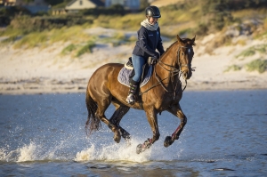 Where to Go Horse Riding Near London Scenic Trails and Lessons