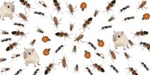 Common Pests Out of Your Home