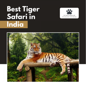 Experience the Best Tiger Reserve in India with Sundarban Wildlife Tourism: An Unforgettable Journey into the Wild