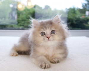 British Longhair Kitten For Adoption