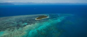 Reef, Islands, and Wildlife - All in Just One Cairns Cruise!