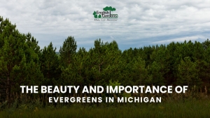 The Beauty and Importance of Evergreens in Michigan