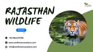 Explore the Wild Side of Rajasthan: Discover the Best Wildlife Tours Packages