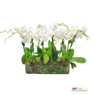 Luxury Gifting Redefined: Extra Large Orchid Arrangements for Special Occasions