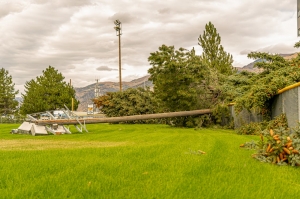 The Importance of Tree Care for Storm Preparedness