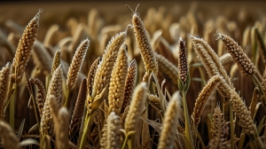 Millet Prices, Chart, Demand, Graph, News & Forecast