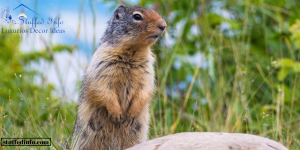 How to Get Rid of Gophers