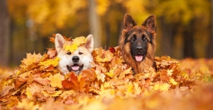 Dogs play in the yellow leaves