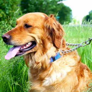 Why Martingale Collars Are a Safer Choice for Dogs Who Pull