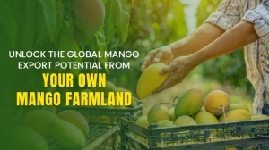 Unlock the global mango export potential from your own mango farmland