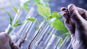 Policy and Regulation: Supporting the Growth of Renewable Chemicals
