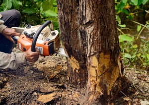 A Comprehensive Guide to Safe and Effective Practices for Tree Removal.