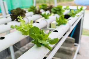 Global Aquaponics and Hydroponics Systems and Equipment Market Analysis Business Revenue Forecast Size Leading Competitors And Growth Trends