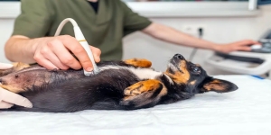 How Long Are Dogs Pregnant? Week-By-Week Dog Gestation Period