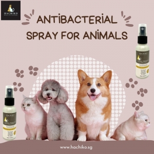 Preventing Post-Surgery Infections in Pets: How Antibacterial Sprays Can Help