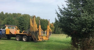 The Best Time of Year for Tree Transplanting in Saudi Arabia