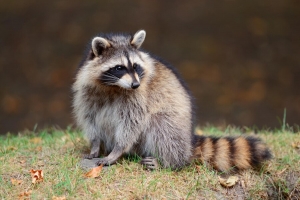 Ultimate Guide to Effective Raccoon Removal in Houston 