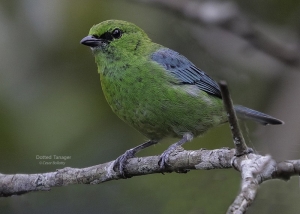 5 Must-Photographed Birds Species in Peru