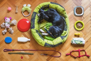 Travel Essentials: Dog Accessories You Need for Adventures on the Go