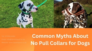 Debunking Common Myths About No Pull Collars for Dogs