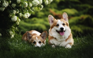 Discovering Pembroke Welsh Corgi Fluffies Near Me:
