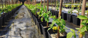 What Are the Key Maintenance and Cleaning Considerations for Raspberry Growing Containers?