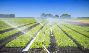 How to Troubleshoot Common Irrigation Problems in Riyadh