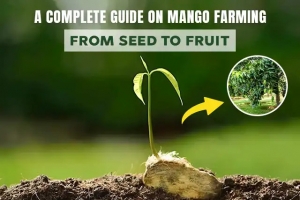 Mango Farming: A Complete Guide on Mango Farming: From Seed to Fruit