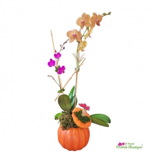 Get 10% Off On Fall Orchid Arrangements: Perfect for Your Home and Events