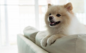 Pomeranian Puppy Adoption - Find Your Perfect Furry Friend