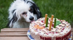 Birthday Cake for Dog Birthday in North Delhi