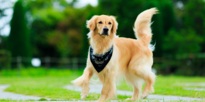 All You Need to Know About Golden Retrievers' Dental Health