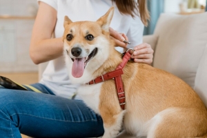 Find the Best Pet Hair Remover Brush for Easy Cleanup