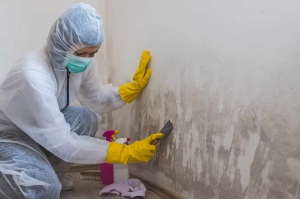 Mold Remediators Near Me | Professional Mold Removal Services USA - Mold Remediators USA