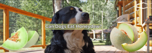Can Dogs Eat Honeydew? Exploring the Safety and Benefits of Honeydew and Melons for Your Pet
