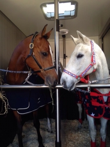 Your Guide to Finding Trusted Horse Transport Services in California