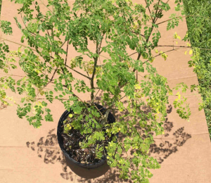 Why You Should Grow a Moringa Tree at Home?