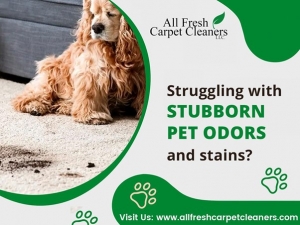 Pet Odor Prevention 101: Tips for Keeping Your Home Smelling Fresh