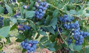Blueberry Cultivation Informational Guide For Profits
