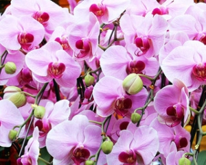 How to Choose the Perfect Orchid Arrangement for Your Space