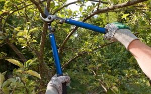 Seasonal Tree Pruning: When and How to Do It Right