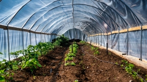 Indoor Gardening: A Beginner's Adventure